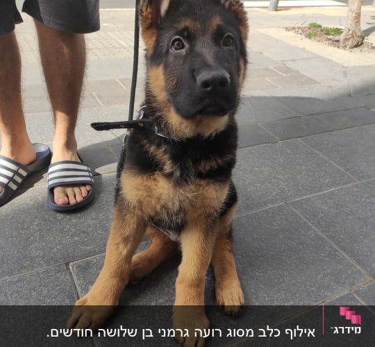 גור כלבים עם רצועה באימון ברחוב